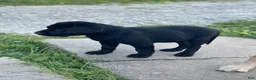 Labrador Retriever dogs for sale: Labrador Retriever 1 - Ad 6