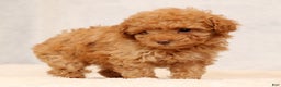 Miniature Poodle dogs for sale: Fern - Ad 7