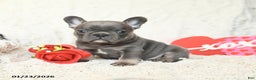 French Bulldog dogs for sale: Bonbon - Ad 3