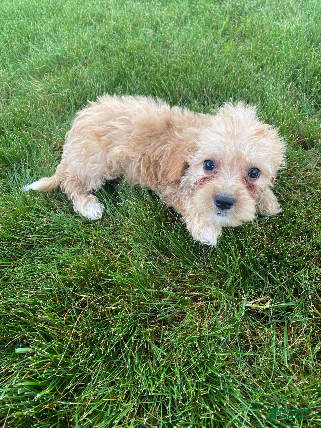 Cavapoo dogs for sale: Millie - Ad 12