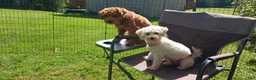 Maltipoo dogs for sale: Rex - Ad 7