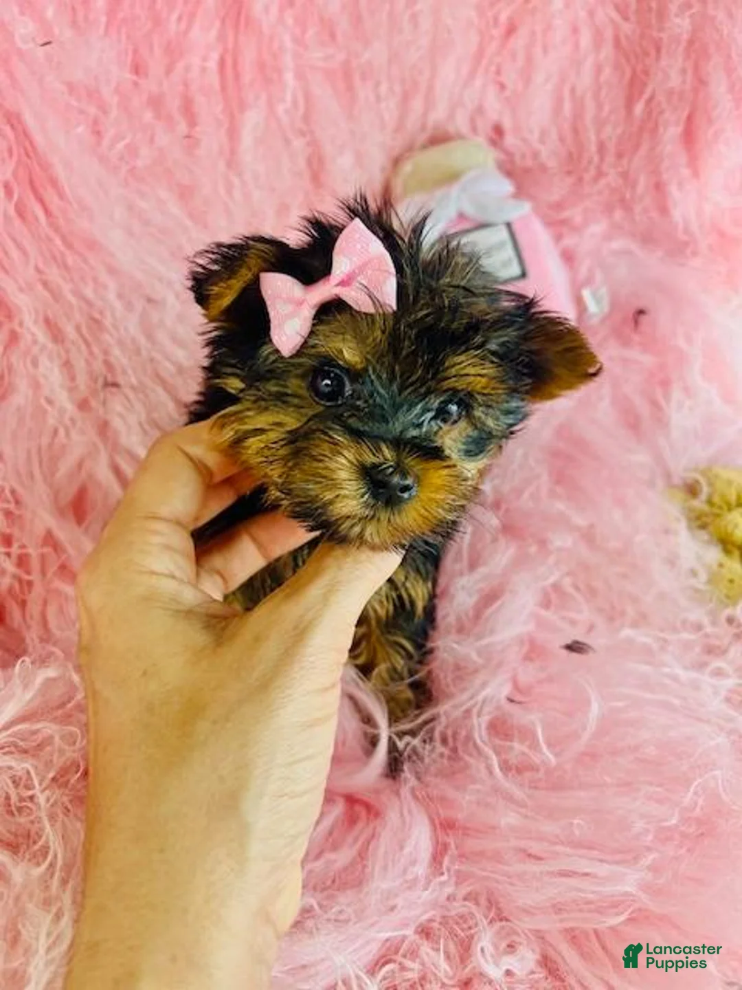 Yorkshire Terrier dogs for sale: Yorkshire Terrier 1 - Ad 2
