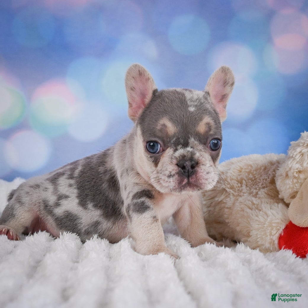 French Bulldog dogs for sale: Rose - Ad 14