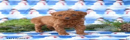 Miniature Poodle dogs for sale: Lulu - Ad 3