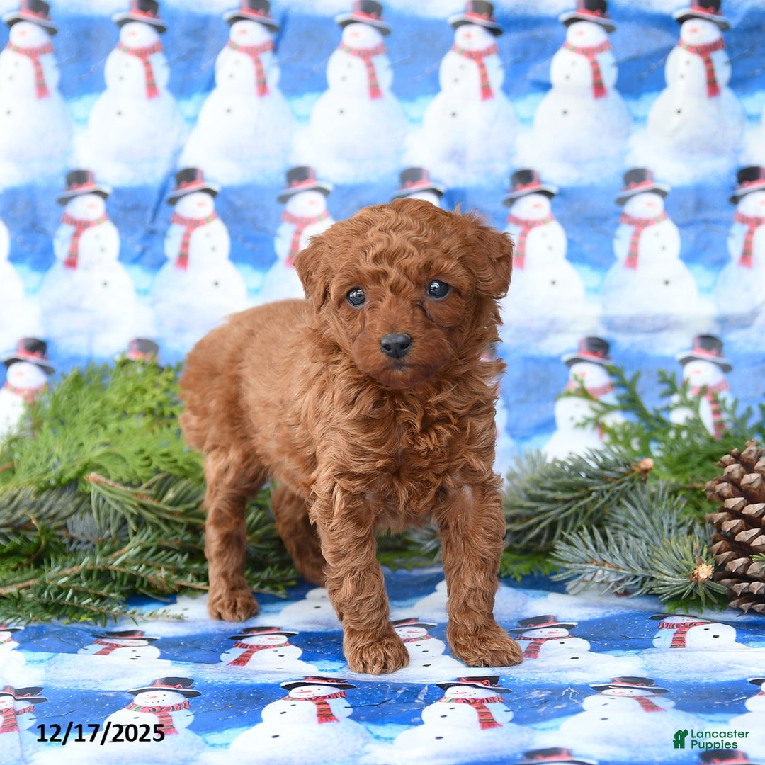 Miniature Poodle dogs for sale: Lulu - Ad 3