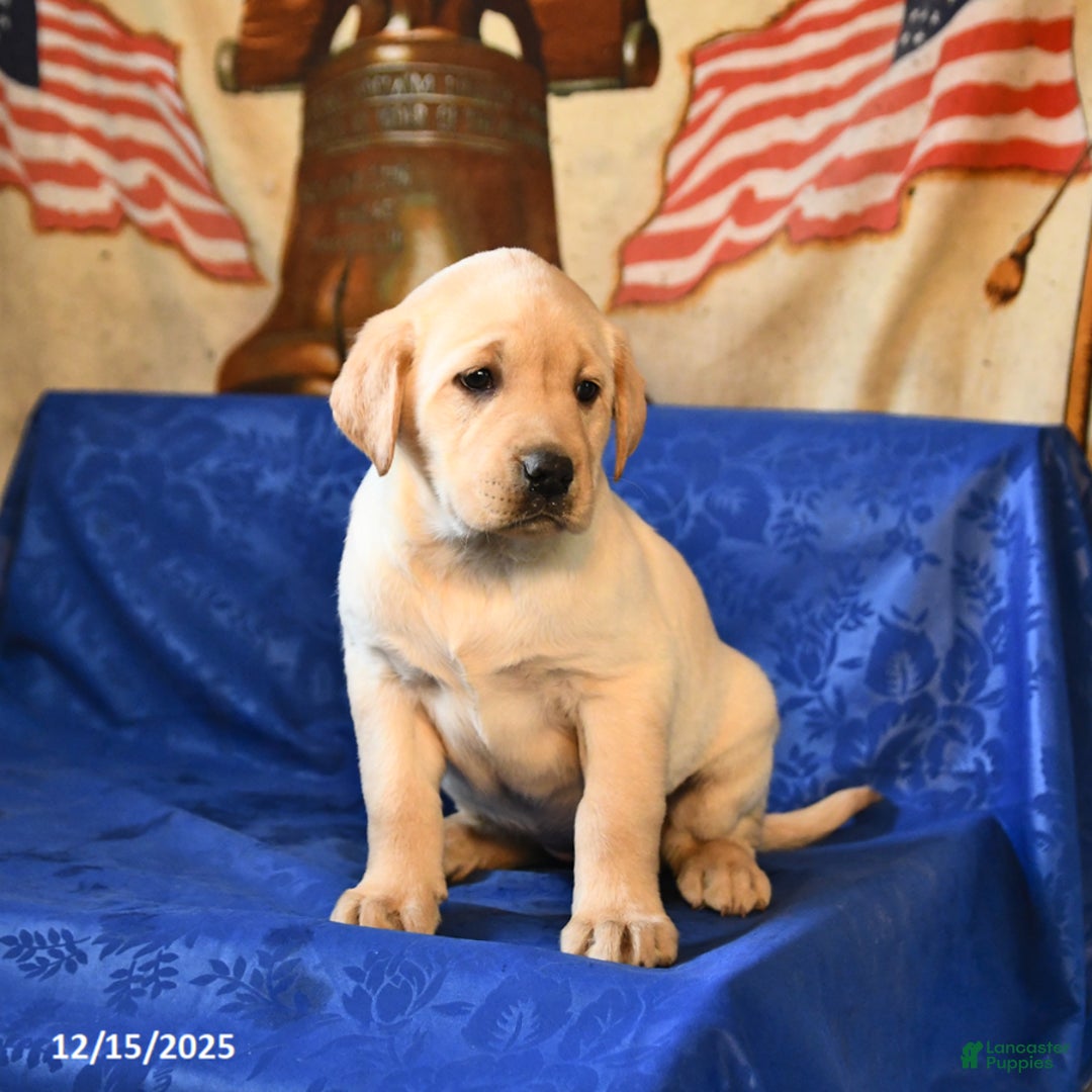 Labrador Retriever dogs for sale: Harper - Ad 4
