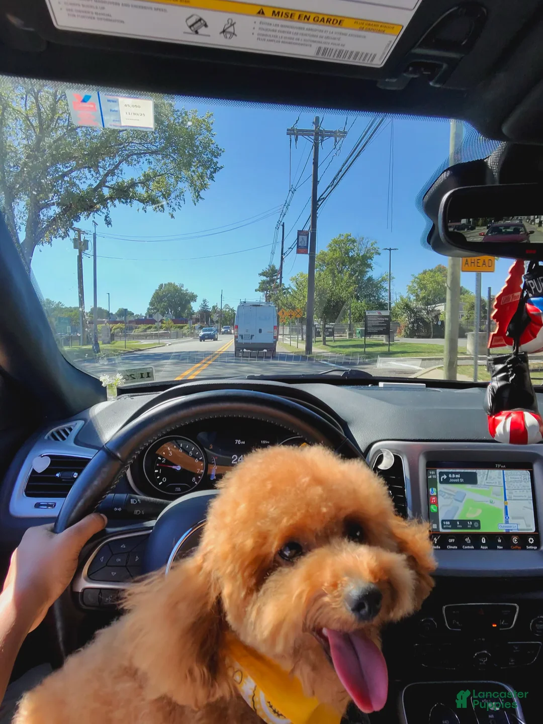 Toy Poodle dogs for stud: Prince - Ad 3