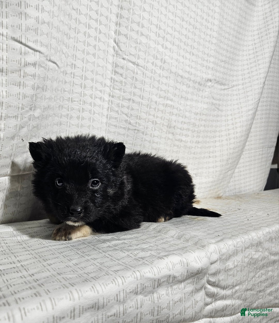 Mixed Breed dogs for sale: Lindsey  - Ad 2