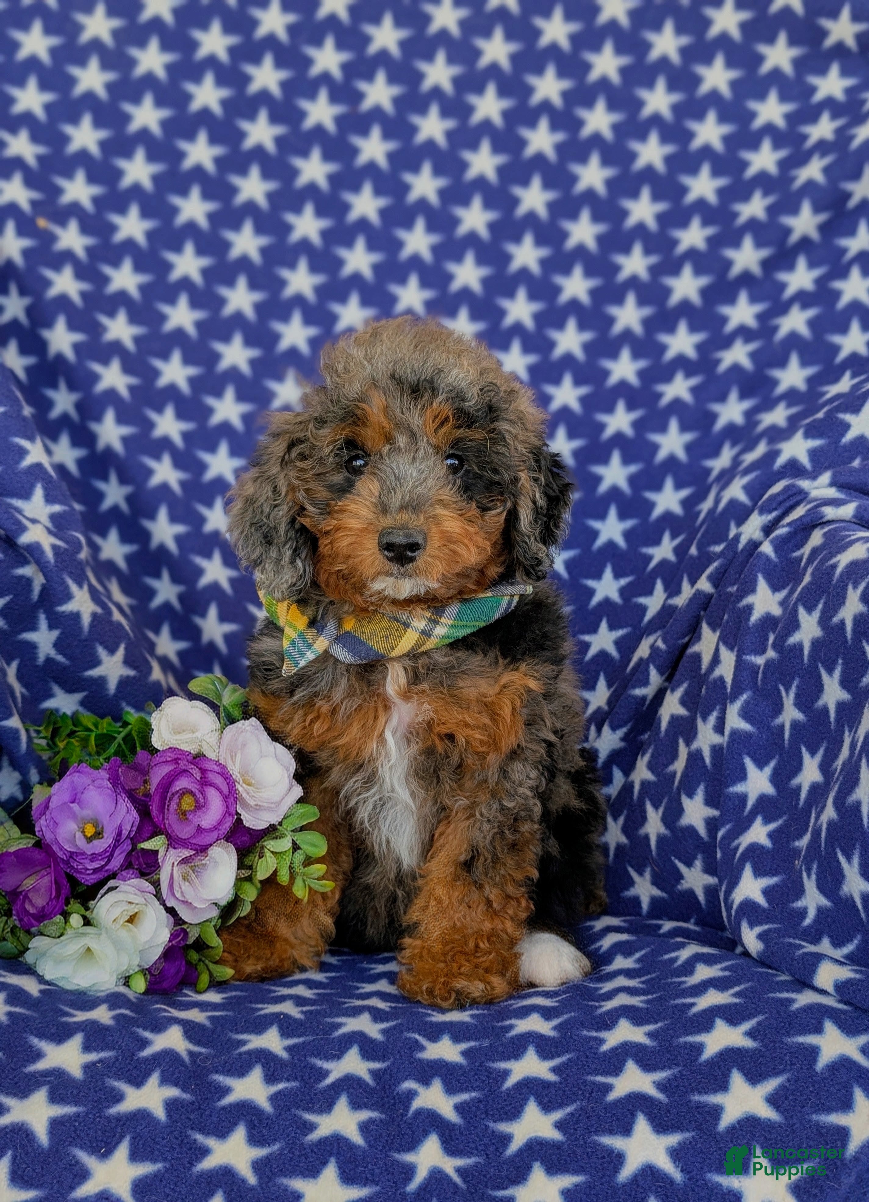 Mini Goldendoodle dogs for sale: Dana Hypoallergenic - Ad 2