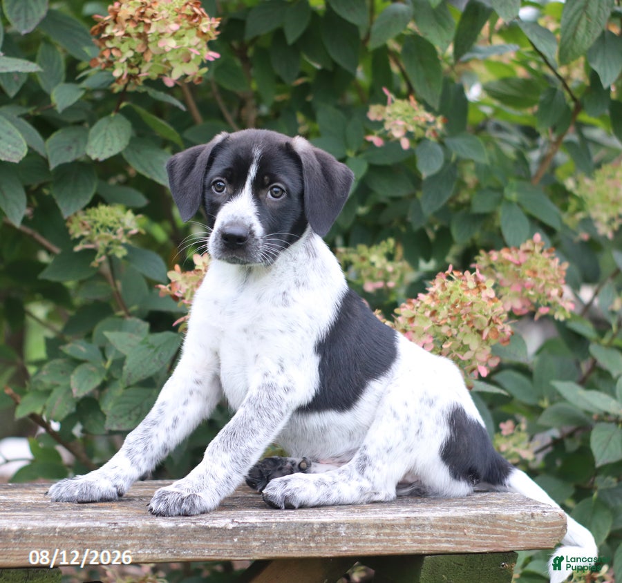 Mixed Breed dogs Sadie - Ad 2