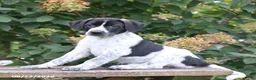 Mixed Breed dogs for sale: Sadie - Ad 2
