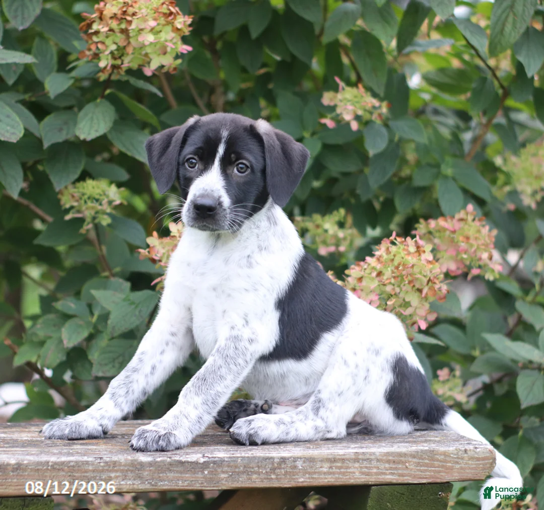 Mixed Breed dogs for sale: Sadie - Ad 2