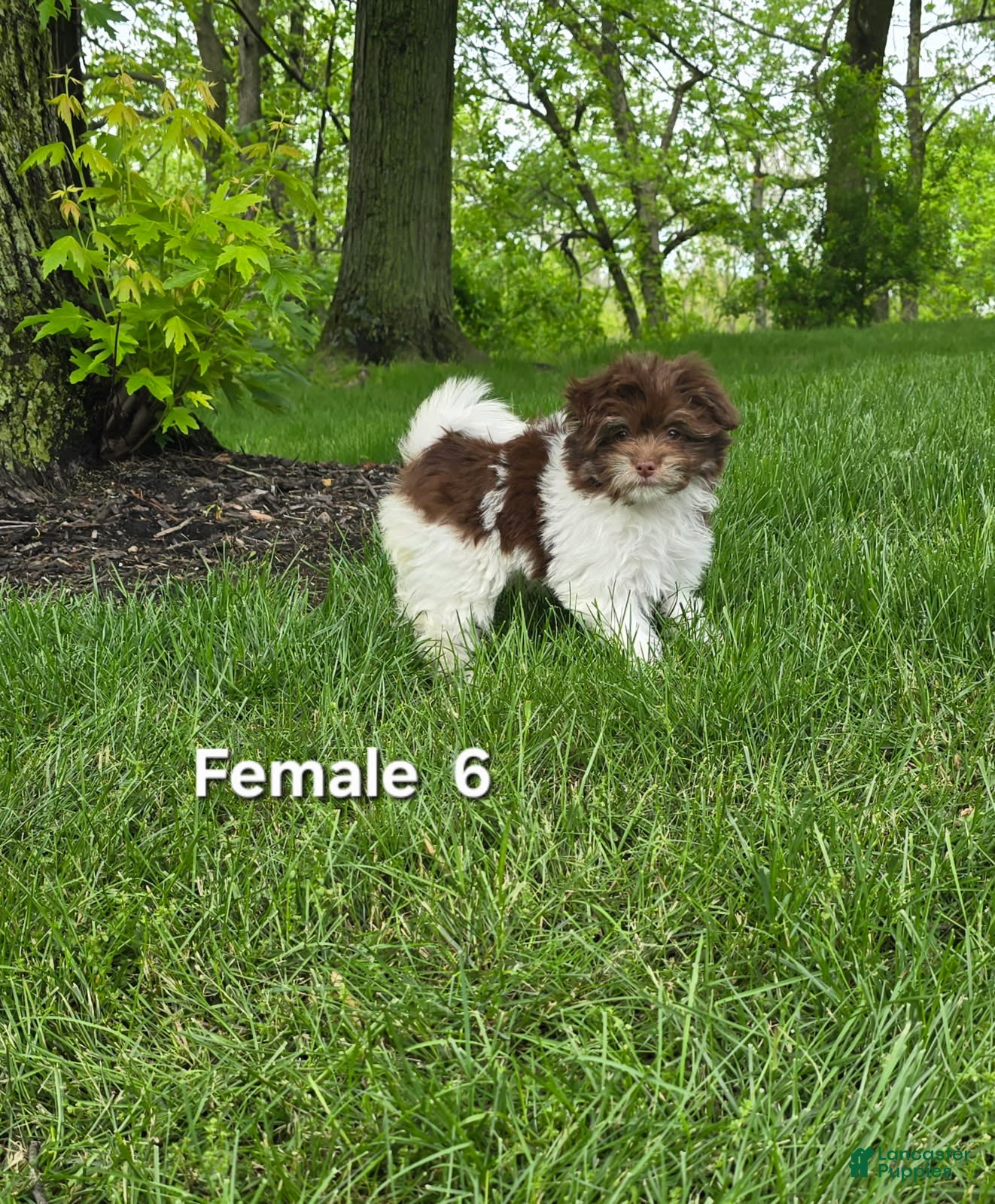 Havanese dogs Havanese Puppy 6 - Ad 21