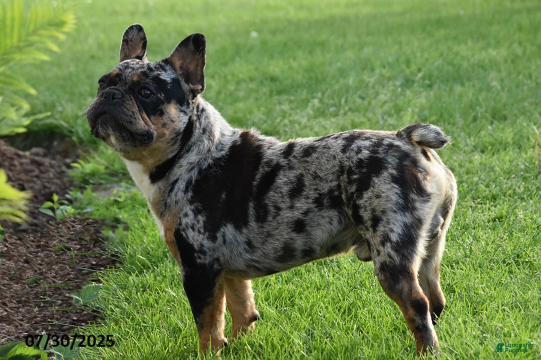 French Bulldog dogs for sale: Kay - Ad 10