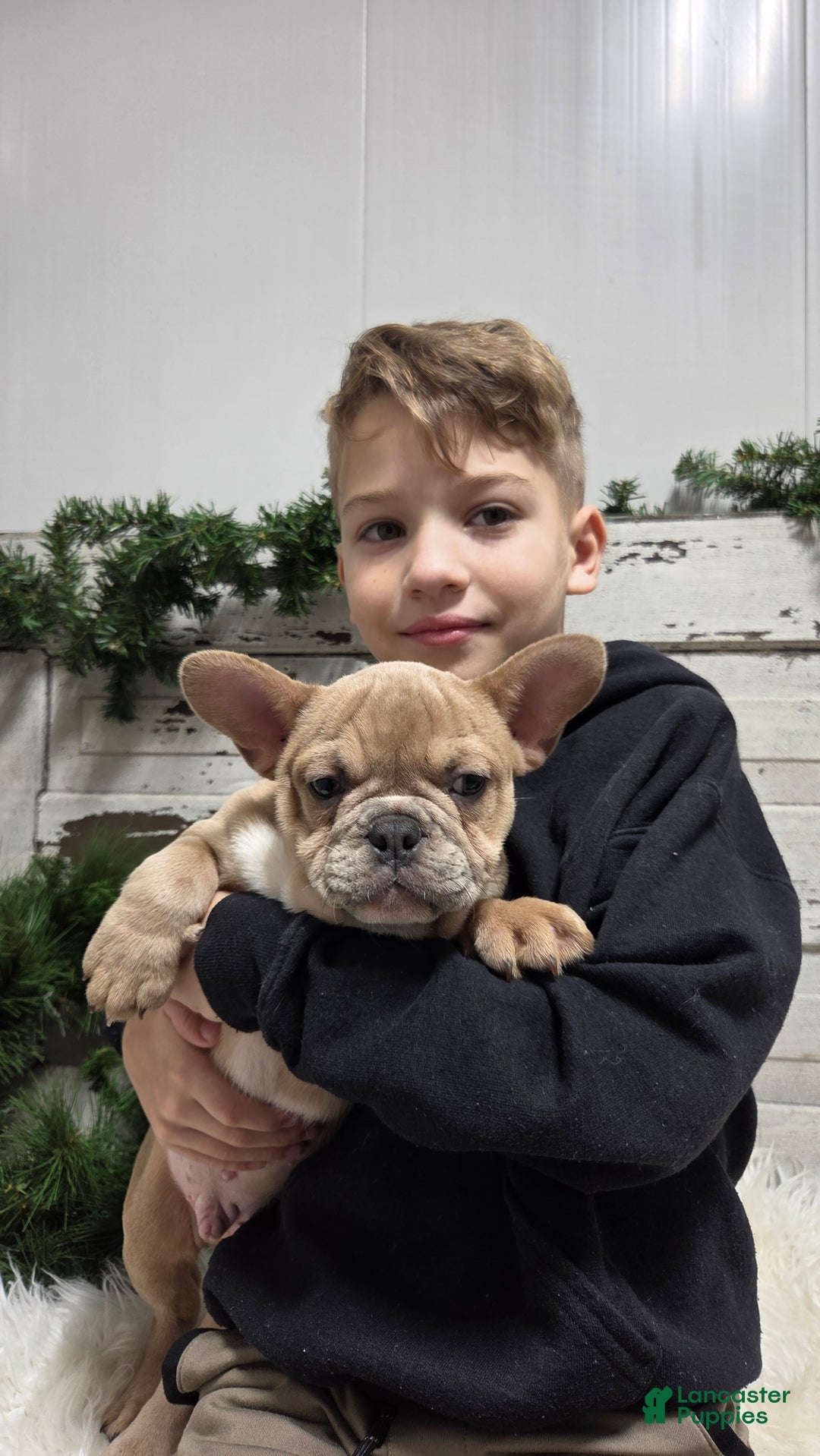 French Bulldog dogs for sale: Cooper - Ad 3