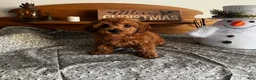 Toy Poodle dogs for sale: Jordan - Ad 4