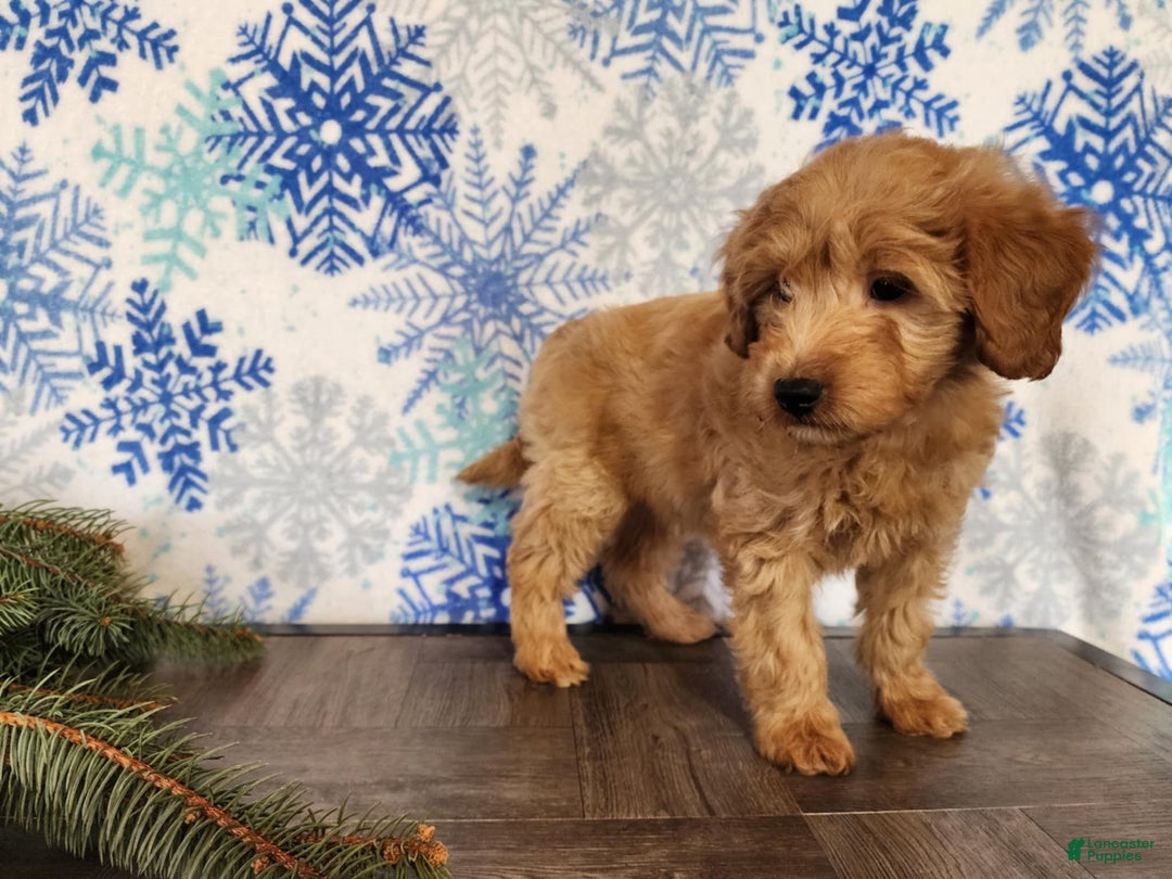 Mini Goldendoodle dogs for sale: Reno - Ad 9