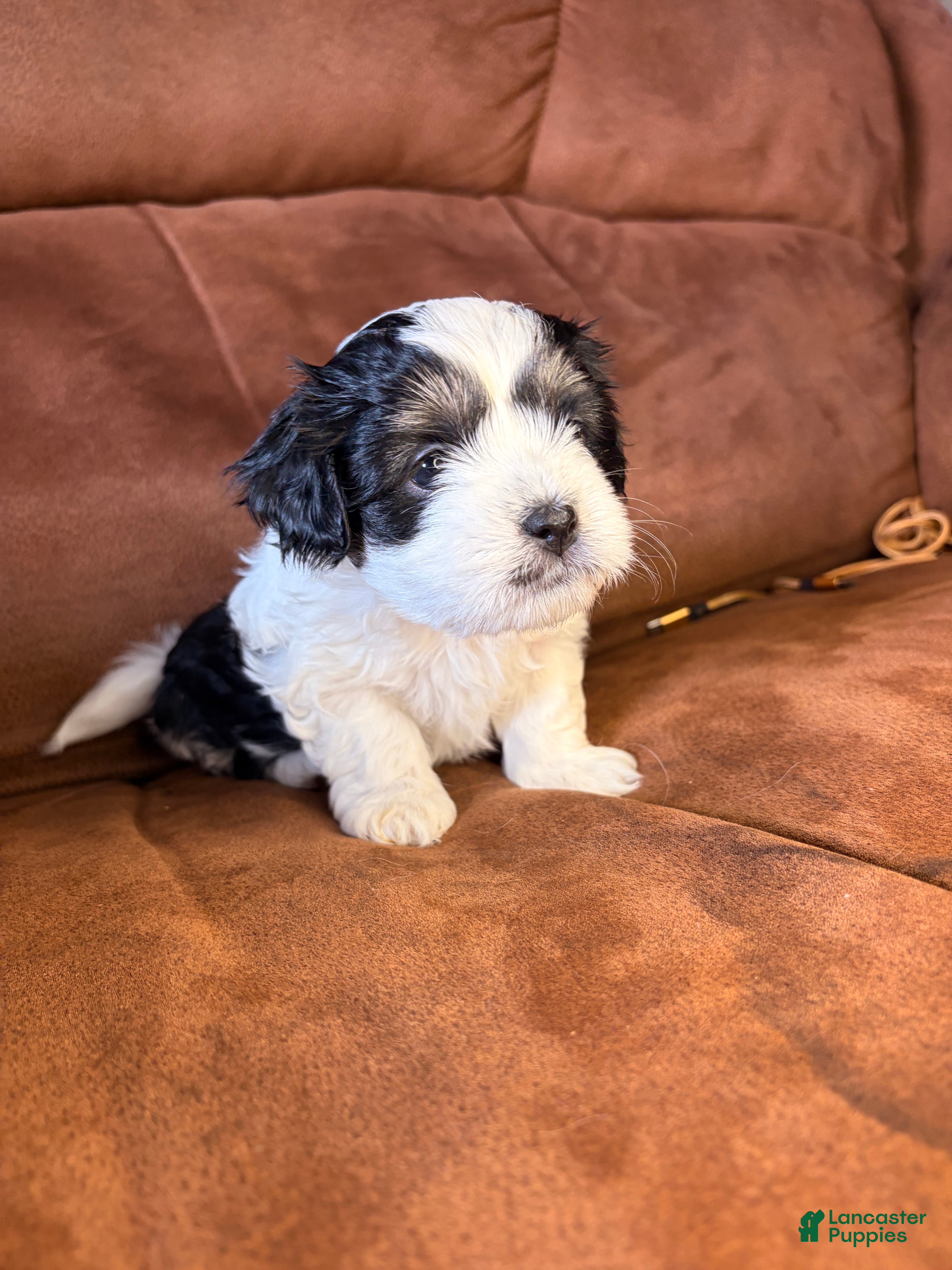 Mixed Breed dogs Daisy - Ad 14