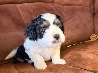 Mixed Breed dogs Daisy - Ad 14