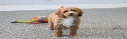 Mini Goldendoodle dogs for sale: Skye - Ad 4