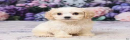 Cavachon dogs for sale: Ava - Ad 3