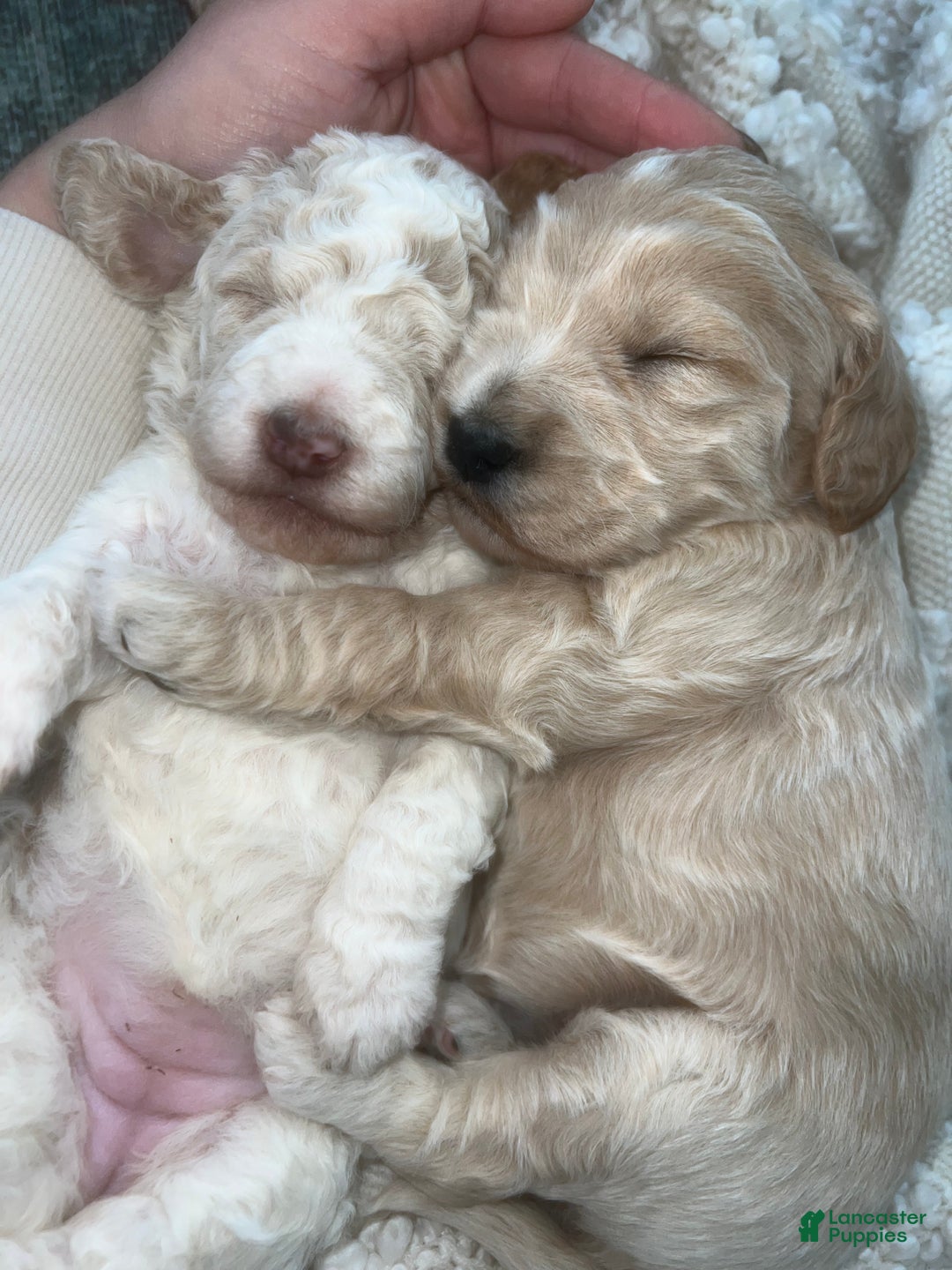 Goldendoodle dogs for sale: Bean - Ad 7