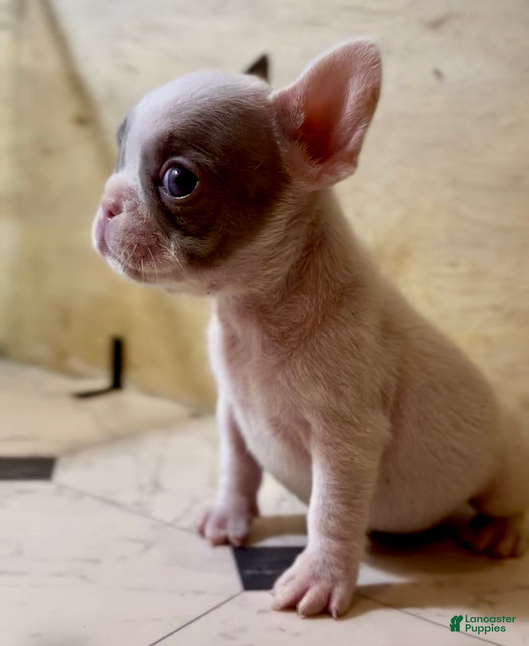 French Bulldog dogs for sale: Teddy Swims - Ad 2