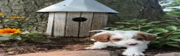 Cavapoo dogs for sale: Casper  - Ad 14