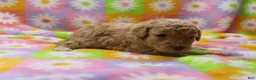 Toy Poodle dogs for sale: Vicki - Ad 5