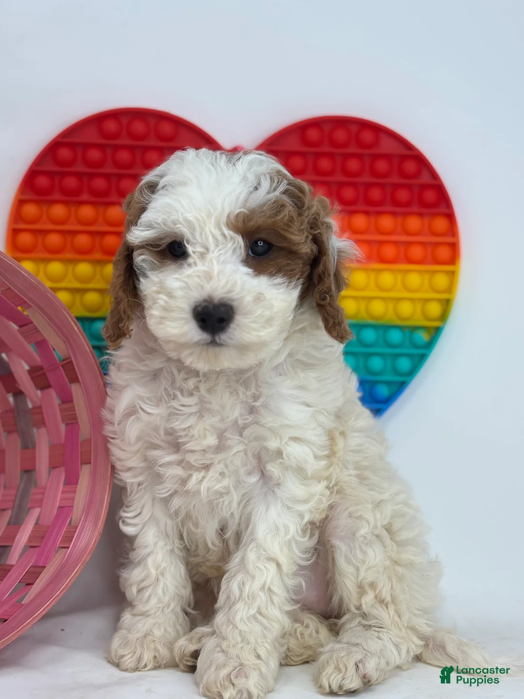 Mini Goldendoodle dogs for sale: Fiona - Ad 4