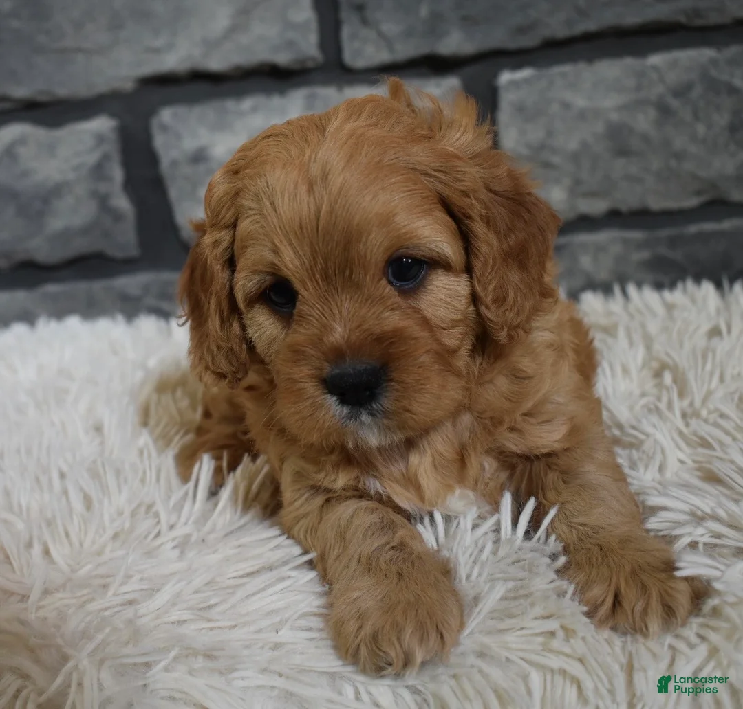 Cavapoo dogs for sale: Petey - Ad 5