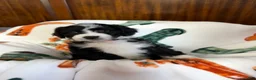 Aussiedoodle dogs for sale: Orange Blossom (Orange) - Ad 4