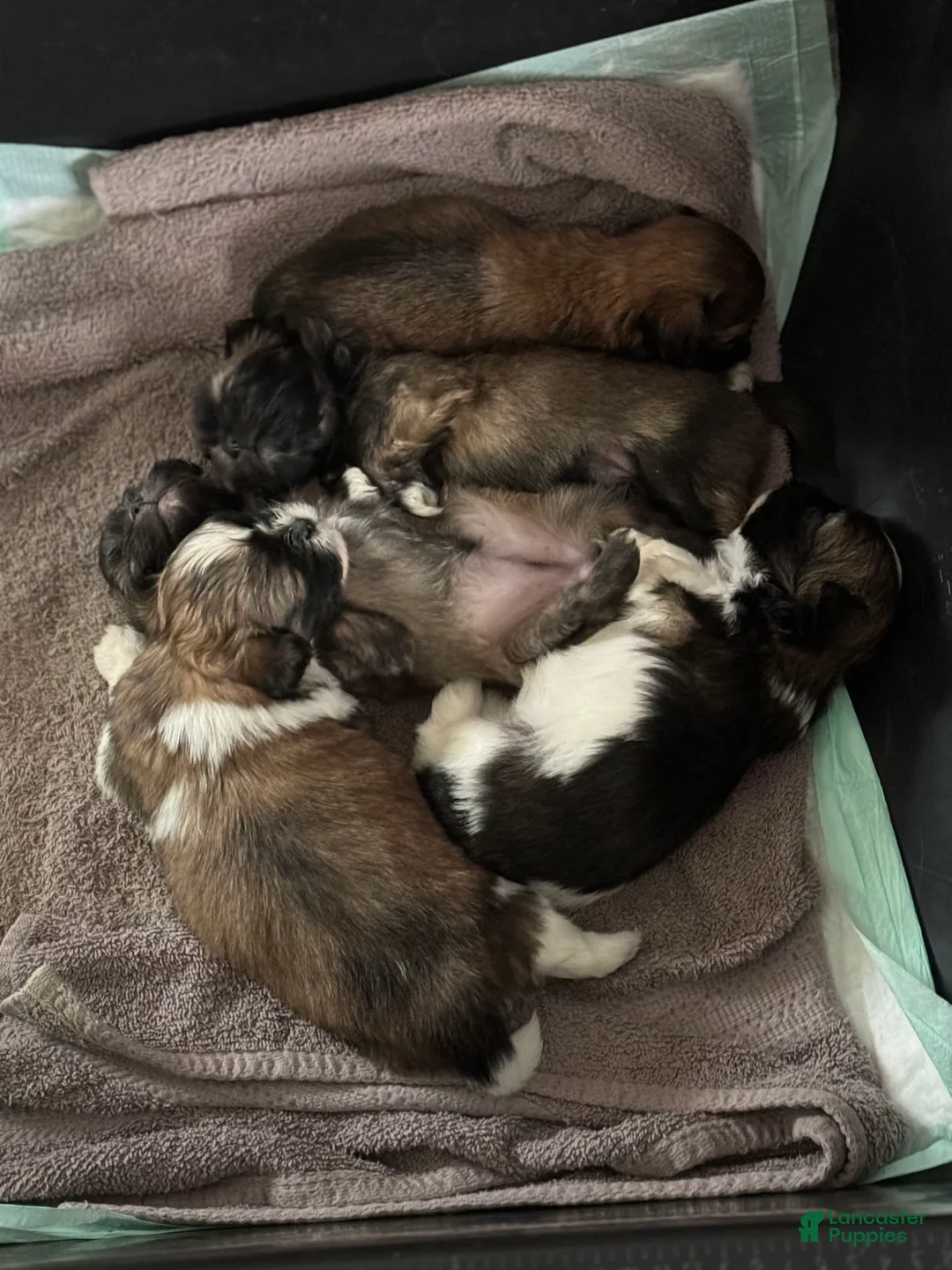 Gallery Image {{count}}