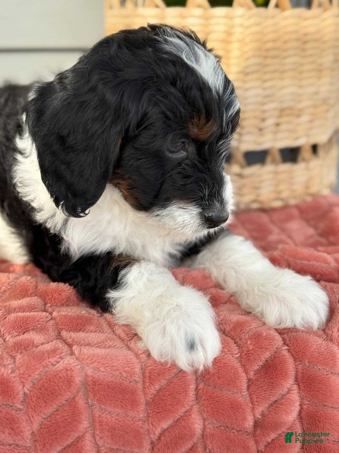 Mini Bernedoodle dogs for sale: Foxy - Ad 12