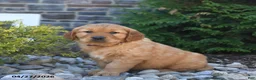 Golden Retriever dogs for sale: Gunner - Ad 3