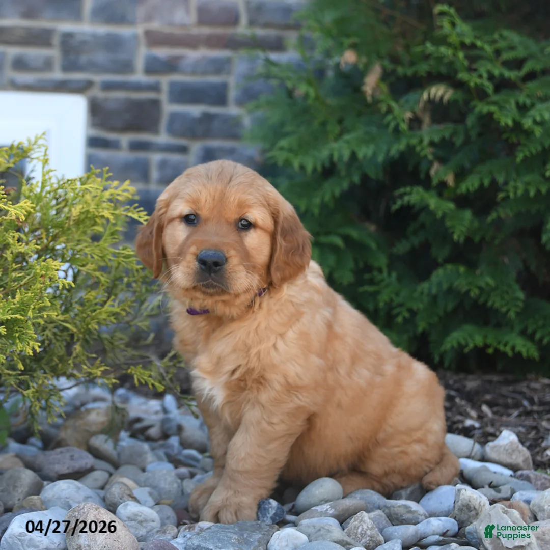 Golden Retriever dogs for sale: Gunner - Ad 3
