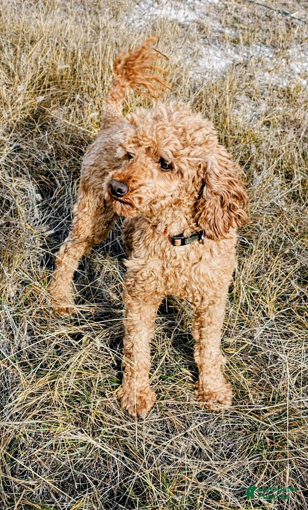 Cockapoo dogs for sale: Twinkle - Ad 9