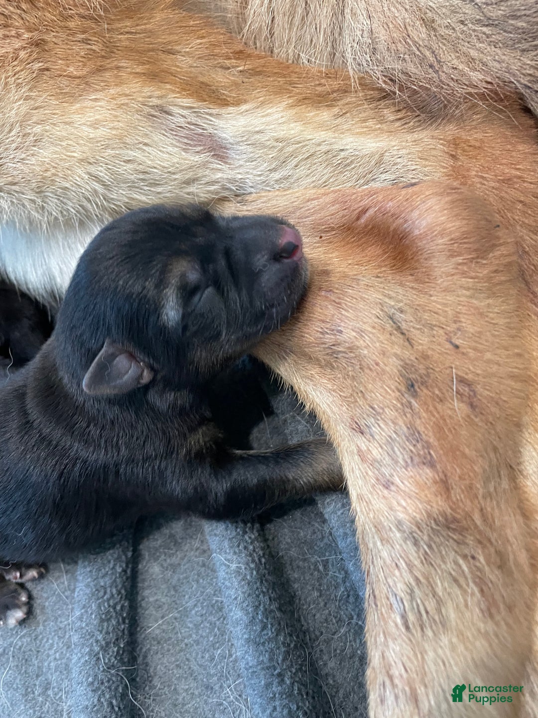 German Shepherd dogs for sale: Sugar/purple collar - Ad 28