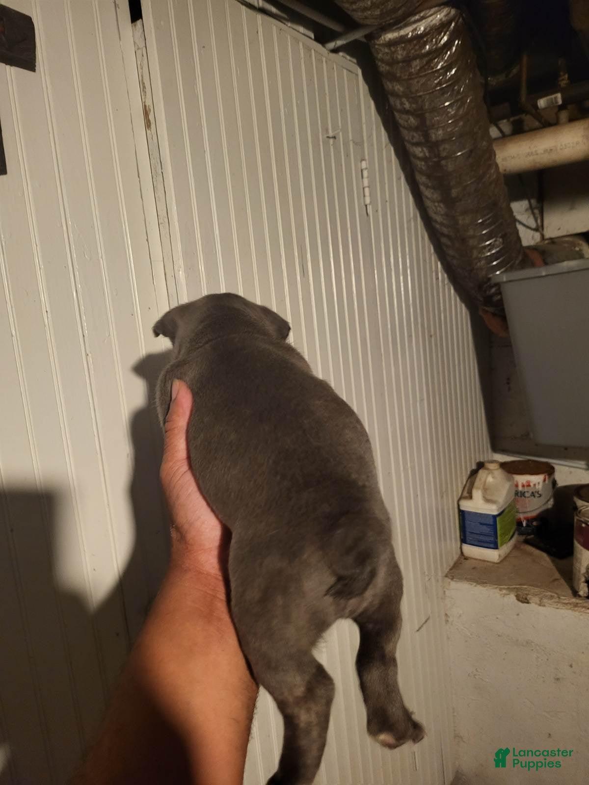 French Bulldog dogs French Bulldog Boy - Ad 2