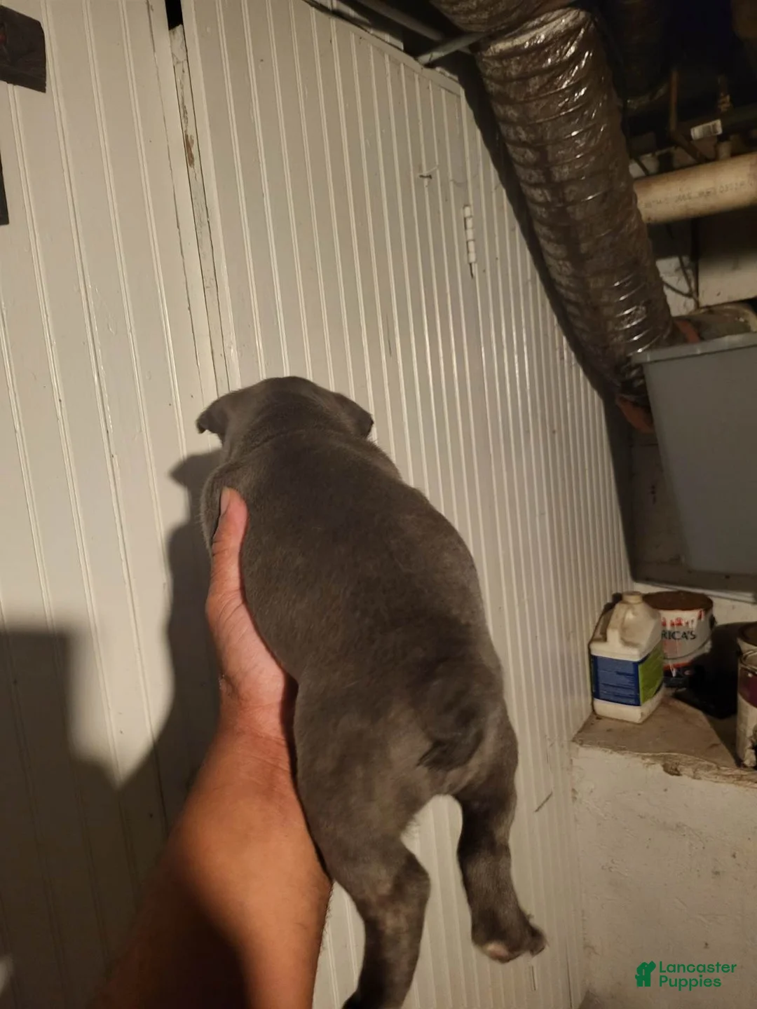French Bulldog dogs for sale: French Bulldog Boy - Ad 2