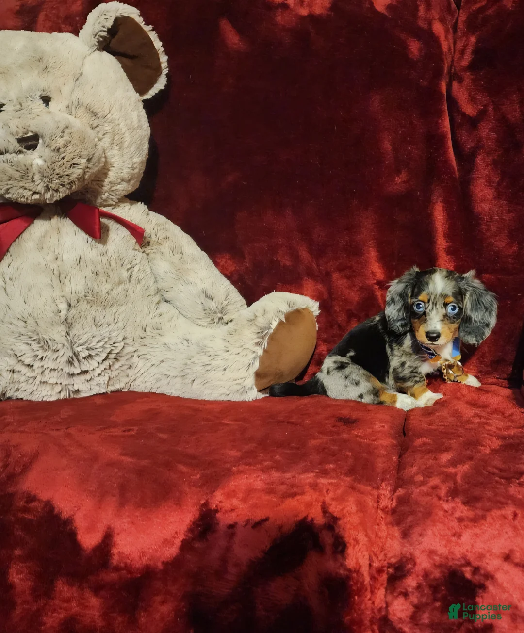 Miniature Dachshund dogs for sale: HUCKLEBERRY  - Ad 2