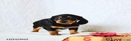 Miniature Dachshund dogs for sale: Midnight - Ad 3