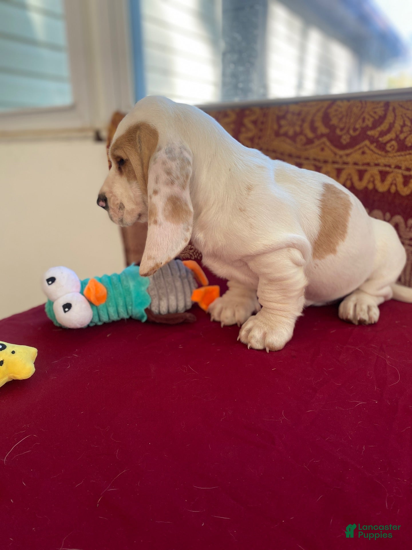 Basset Hound dogs for sale: Muffin - Ad 2
