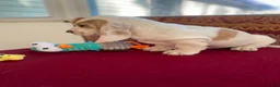 Basset Hound dogs for sale: Muffin - Ad 2