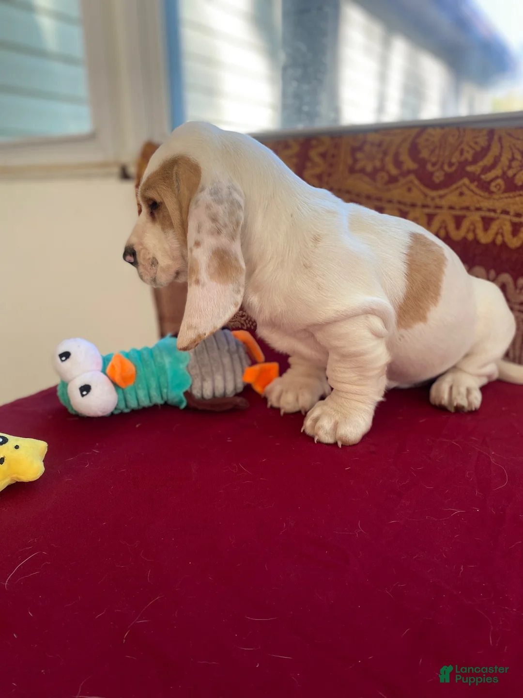 Basset Hound dogs for sale: Muffin - Ad 2
