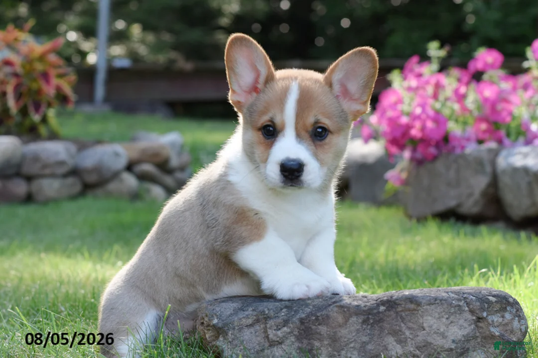 Welsh Corgi Pembroke dogs for sale: Oscar - Ad 2