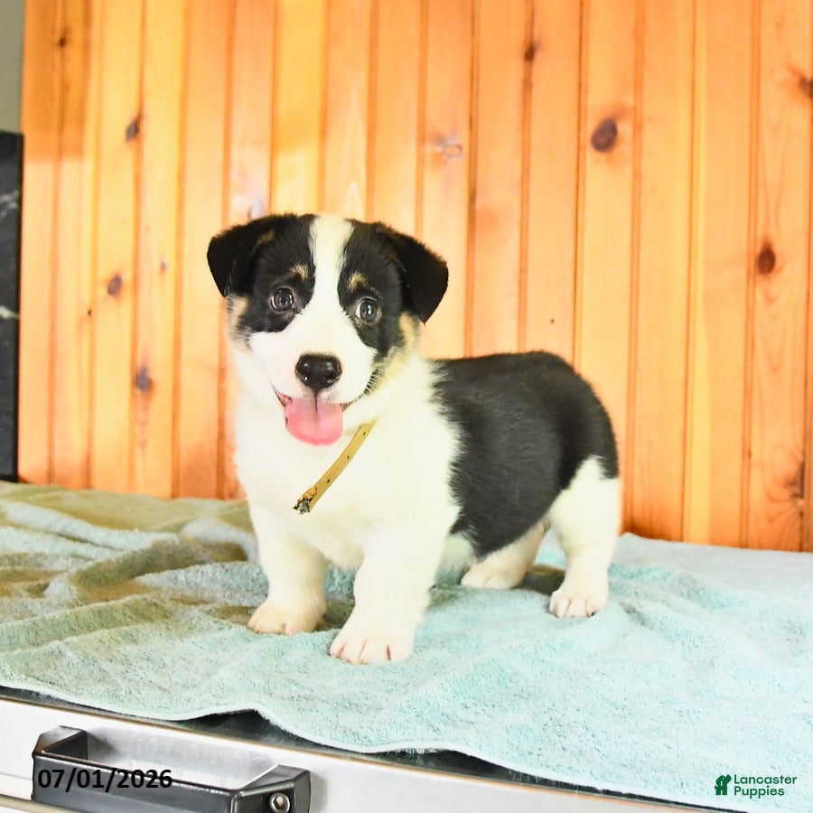 Welsh Corgi Pembroke dogs Jackson - Ad 2