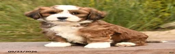 Havanese dogs for sale: Prince   - Ad 5