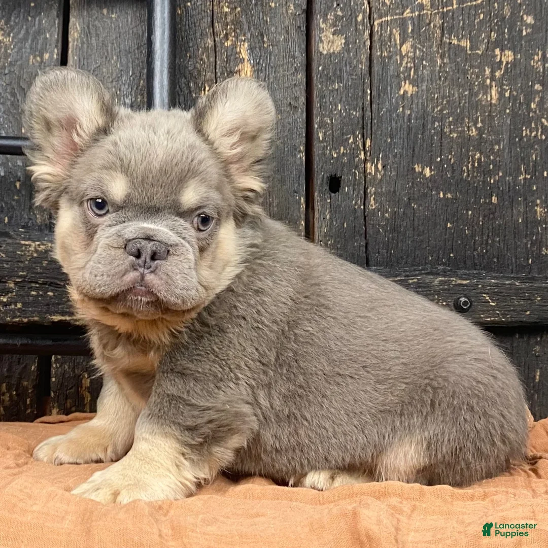 French Bulldog dogs for sale: Bear - Ad 2