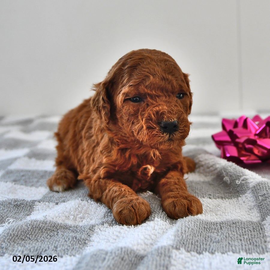 Mini Goldendoodle dogs Berry - Ad 4